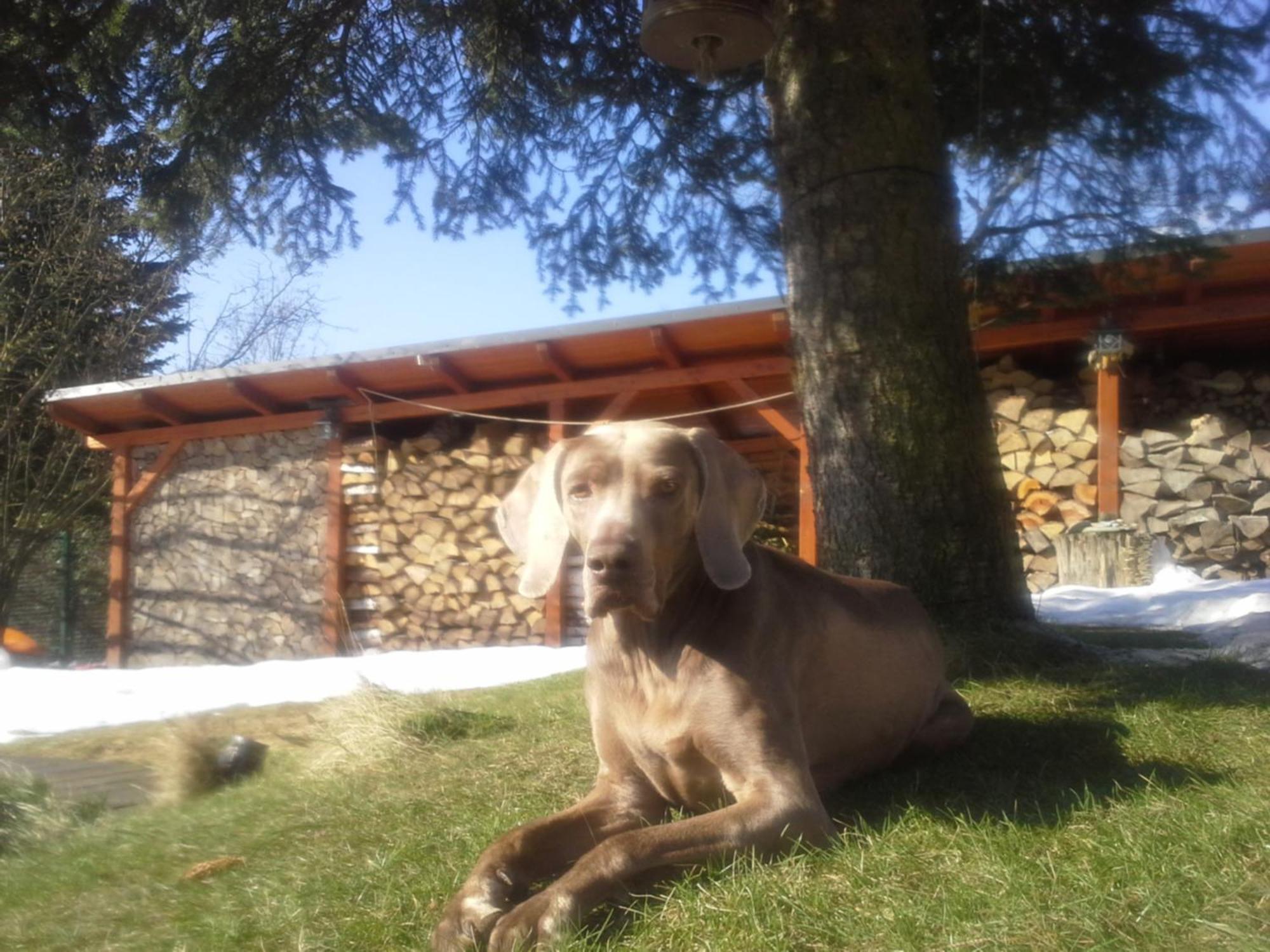 Guest House Sneznik Esterno foto